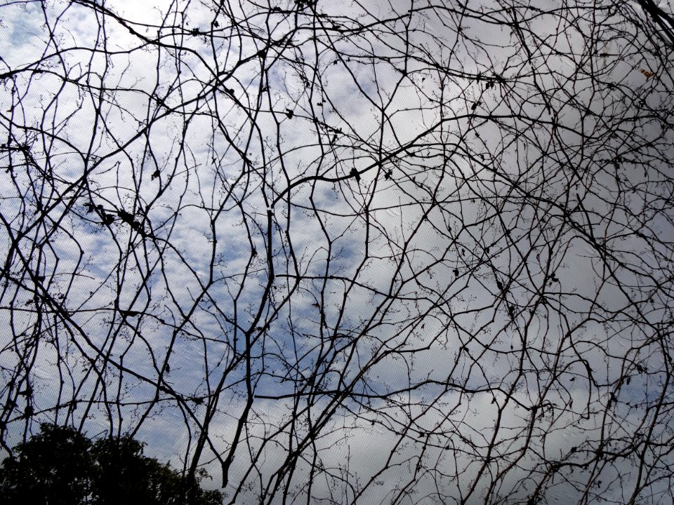Nursery, Nature, Branches