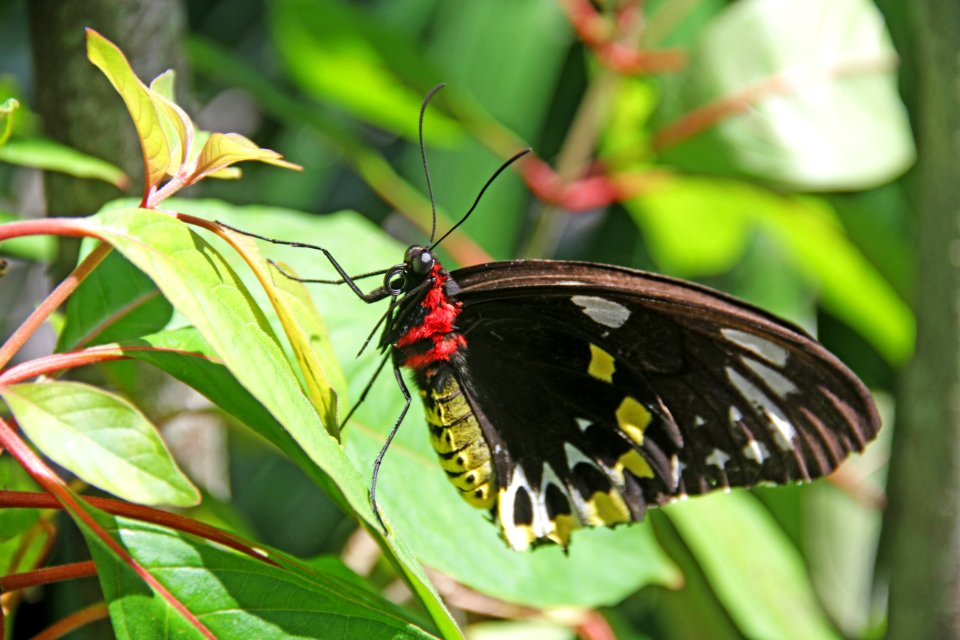 Wildlife, Antenas, Bug