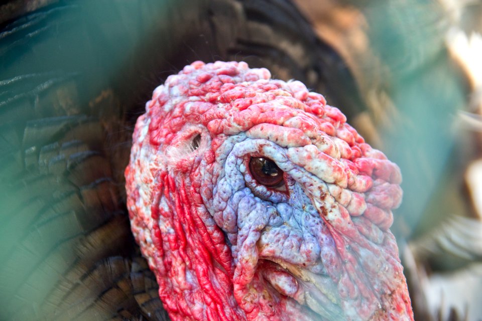 Miami, United states, Turkeys