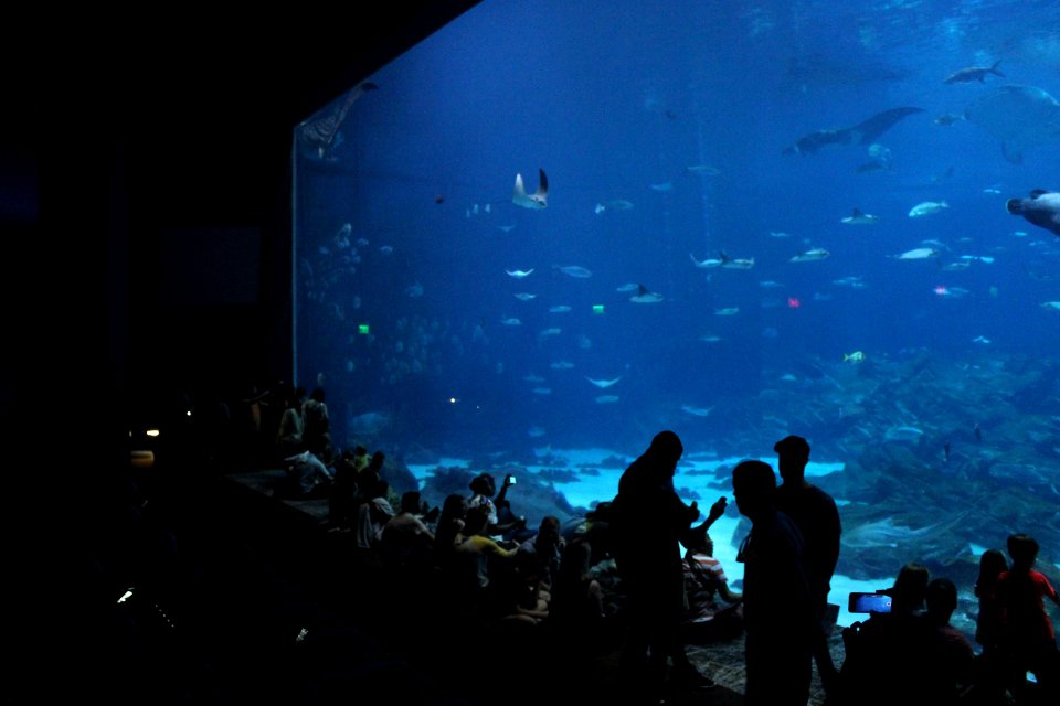 Georgia aquarium, Atlanta, United states