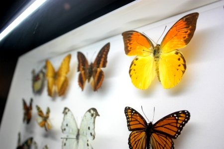 Creation museum, Petersburg, United states