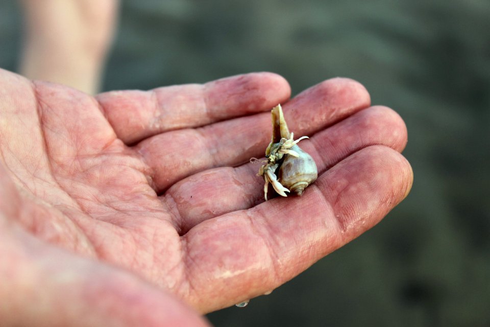 Tarpon springs, United states, Florida