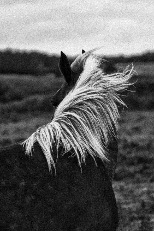 Horseback riding mane stable