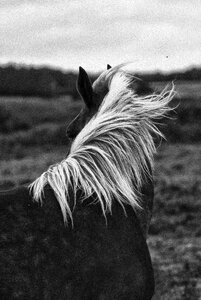 Horseback riding mane stable