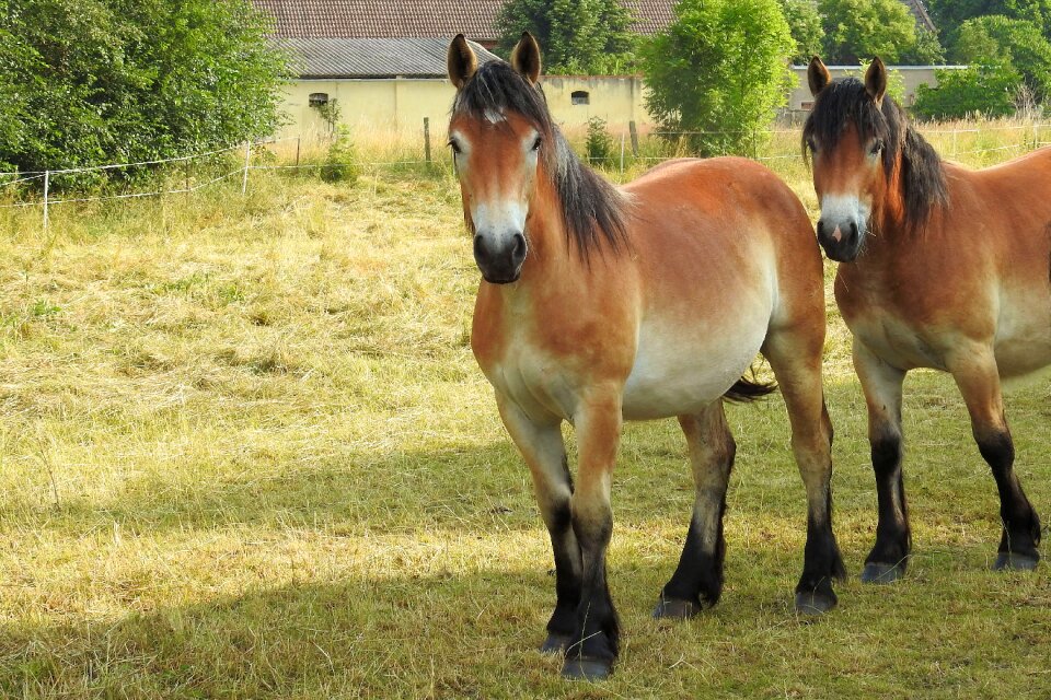 Pasture paddock pferdeportrait