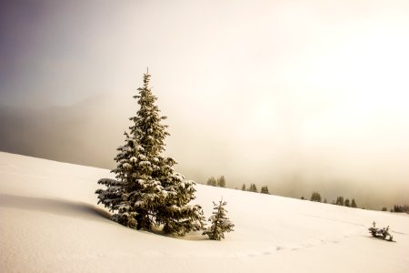 pine tree surrounded by snowfield photo