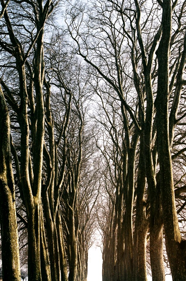 Sunset, Winter, Path