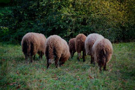 Wildlife, Gang, Flock