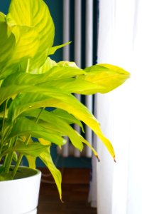 Lausanne, Switzerl, Leaves