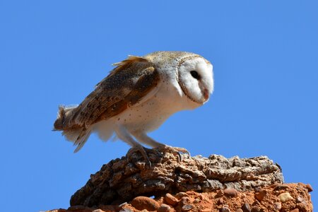Owl bird wildlife