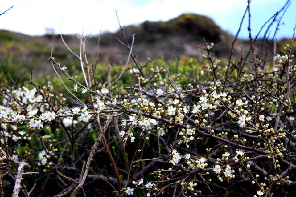 Spring, Hawthorne, Hawthorn