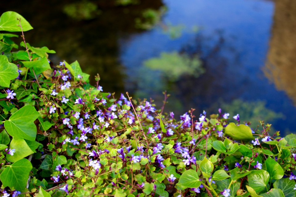 Wild, Nature, Forgetmenots