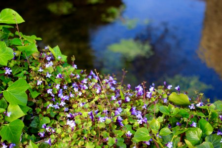 Wild, Nature, Forgetmenots
