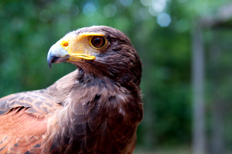 Raymond, United states, Wildlife