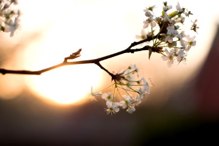 Tree, Blossom photo