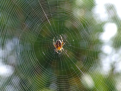 Spider animal garden