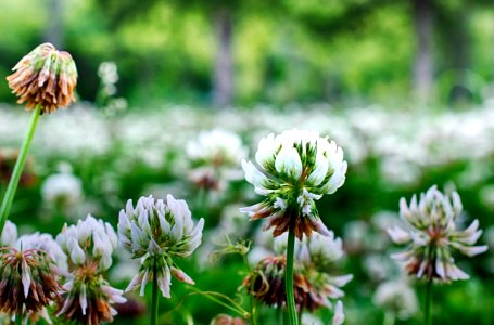 shallow focus of white flowers