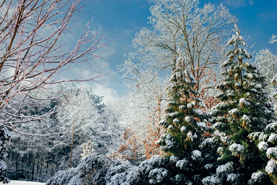 Forest trees woods