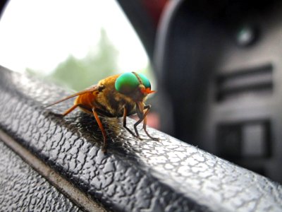Insect, Bug, Car