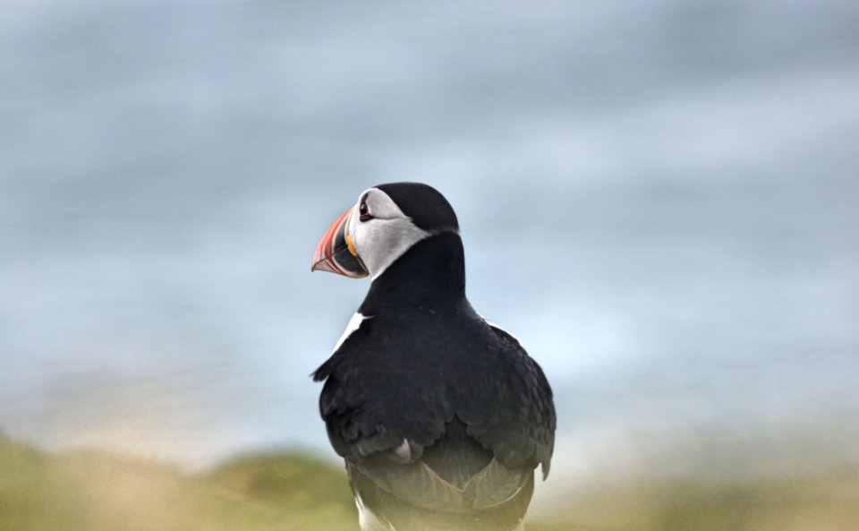 Isle of mull, Scotl, United kingdom