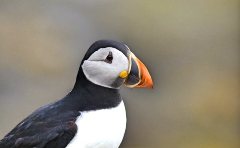 Isle of mull, Scotl, United kingdom