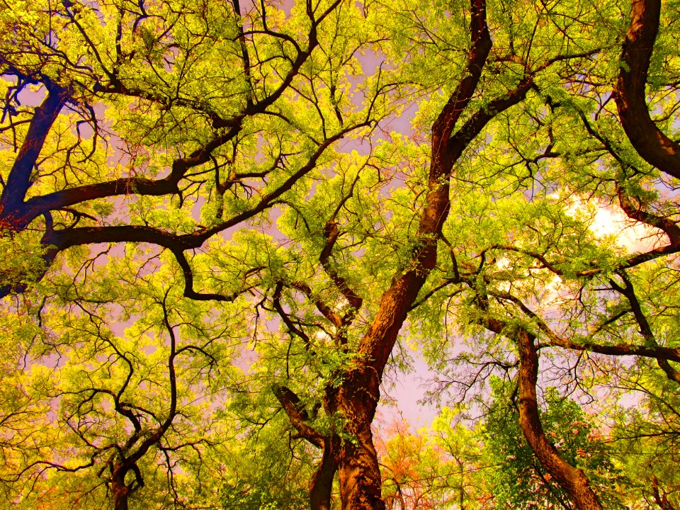 Sombor, Serbia, Leaves