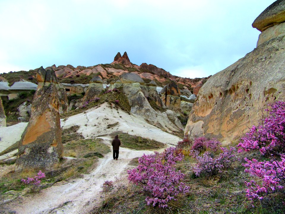Turkey, G reme, Blossom