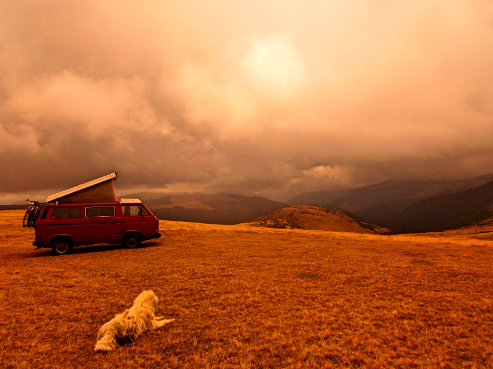 Dog, Nature, Roadtrip
