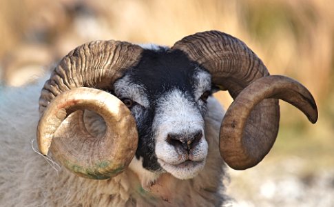 ram goat photo