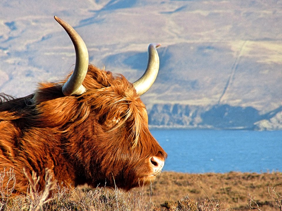 Elgol, United kingdom, Animal