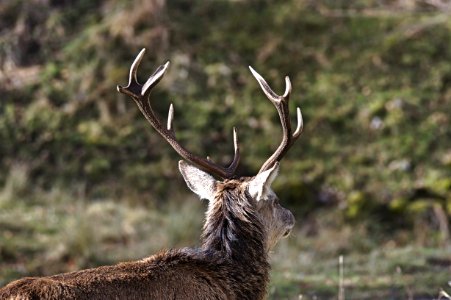 selective focus photo of deer during day photo