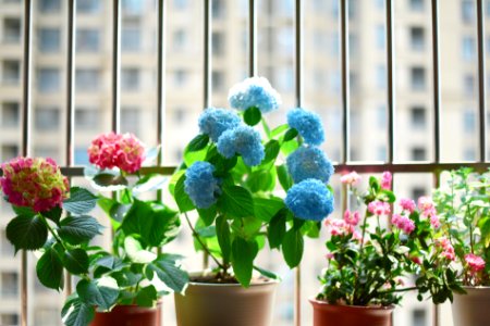 Plant, Flower, Pot