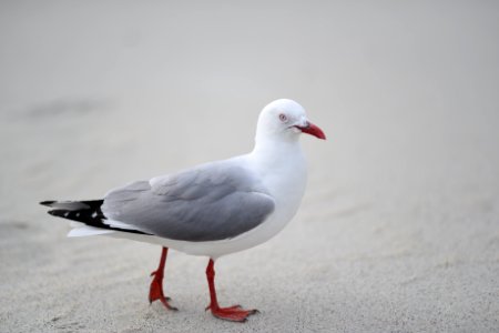 New zeal, Bird