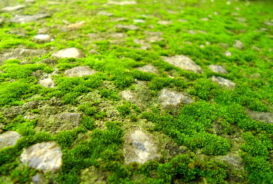 Macro, Grass, Nature