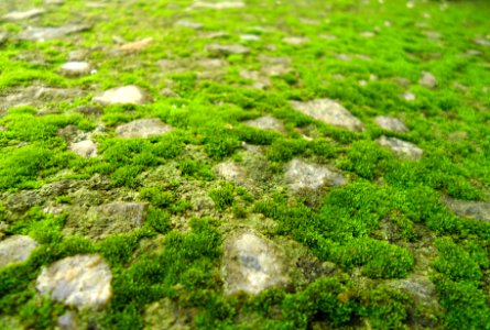 Macro, Grass, Nature