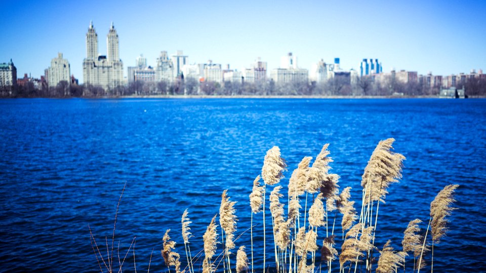 Central park, New york, Building