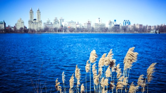 Central park, New york, Building