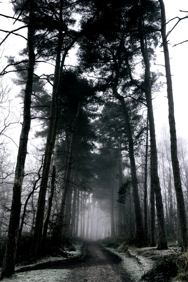 forest during clear skies