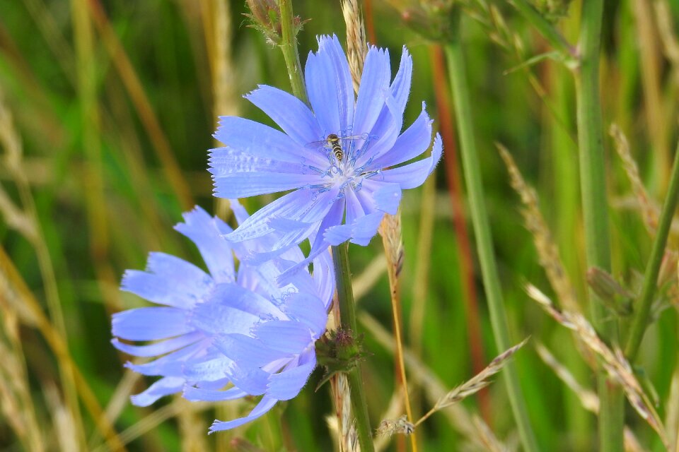 Flowers summer wild flower