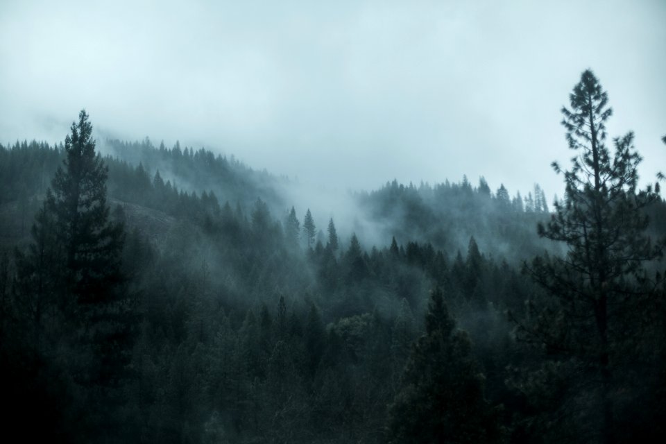 Fog, Scape, Forest photo