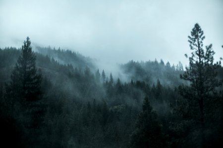 Fog, Scape, Forest photo