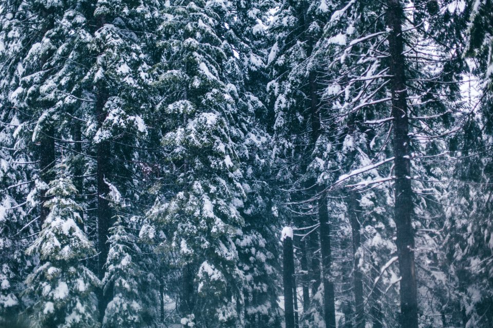 Snowfall, Evergreens, Snow