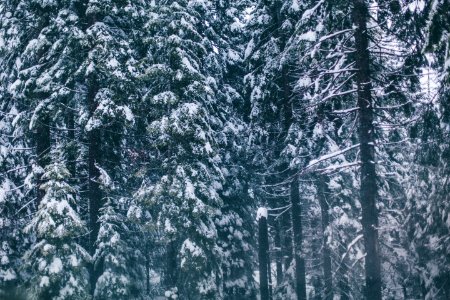 Snowfall, Evergreens, Snow