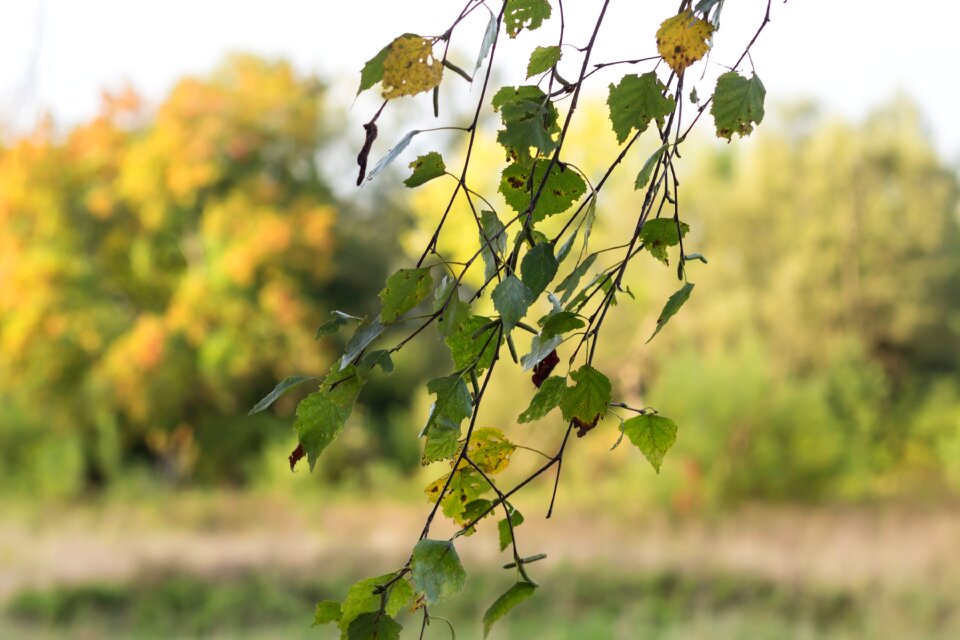 Develops nature autumn