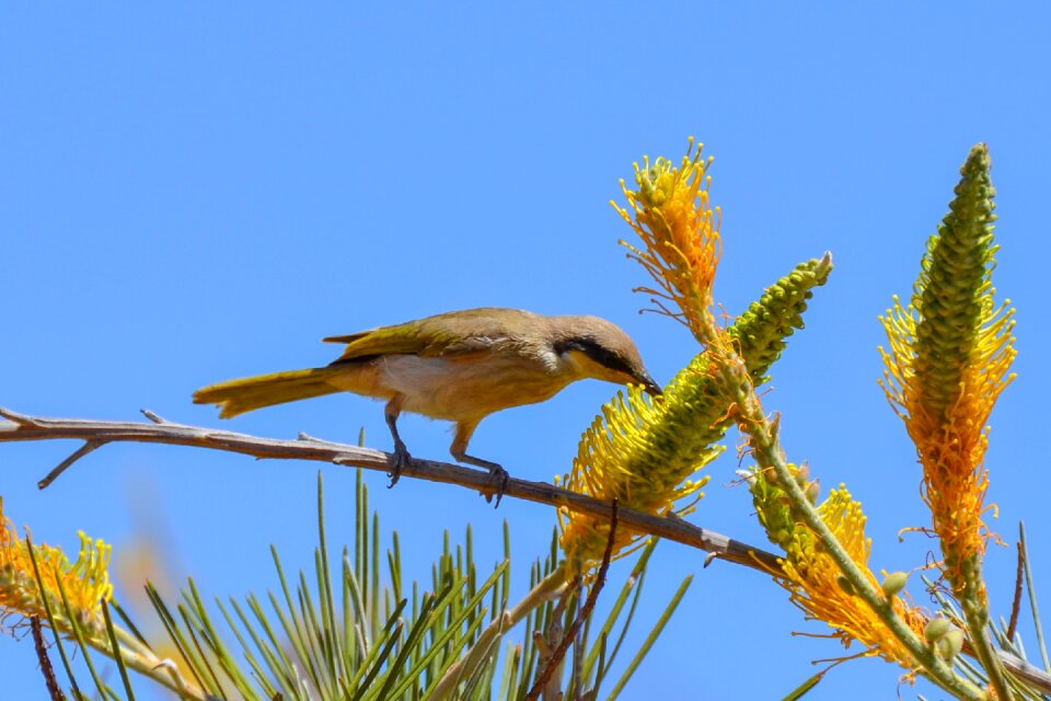 Bird grevillea wildlife