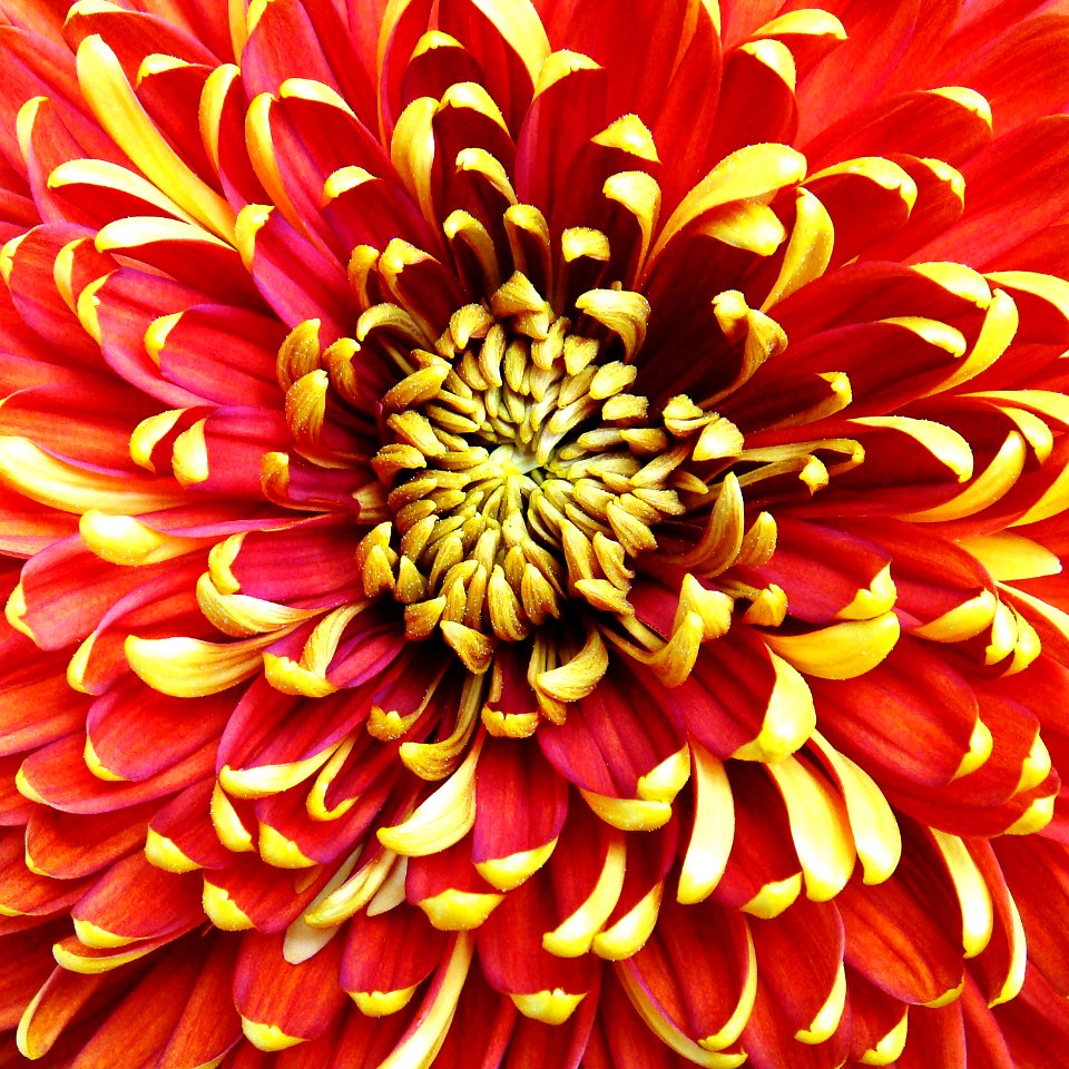 Red, Yellow, Red petals