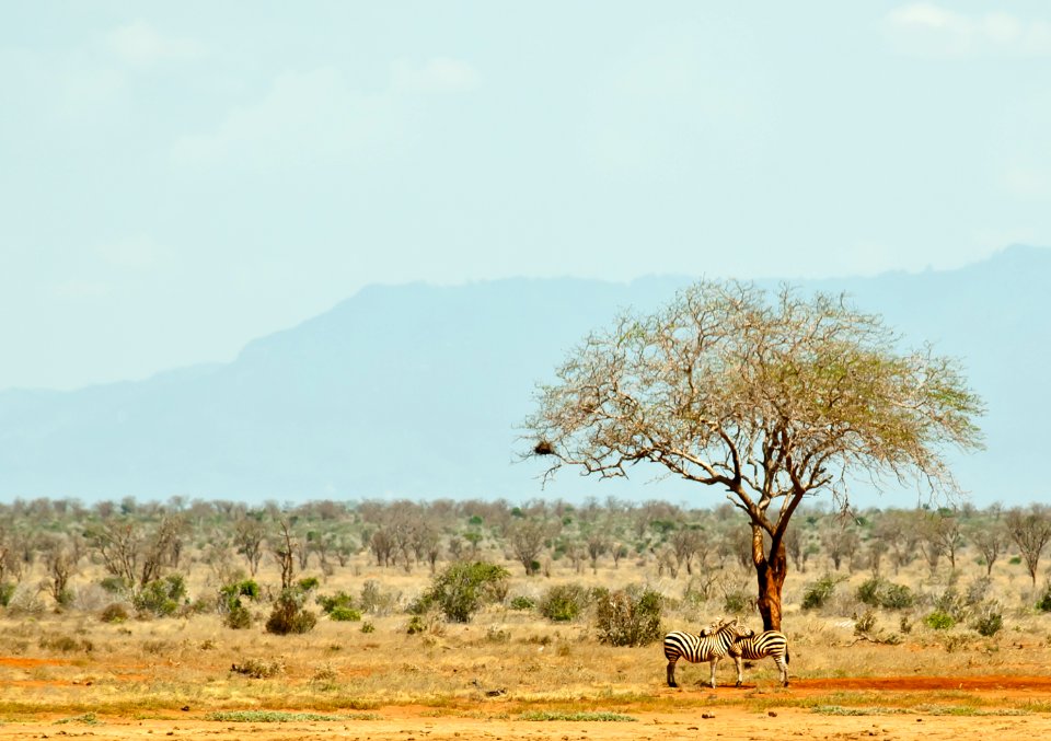 Tsavo, Kenya, Tsavo east national park