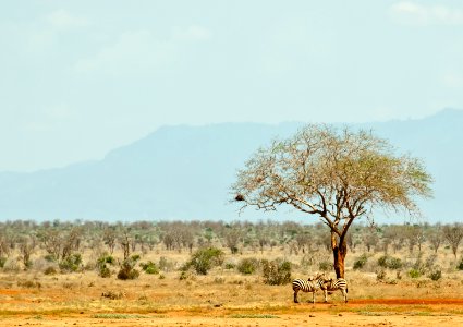 Tsavo, Kenya, Tsavo east national park