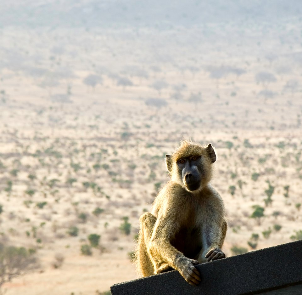 Kenya, Tsavo east national park, Tsavo