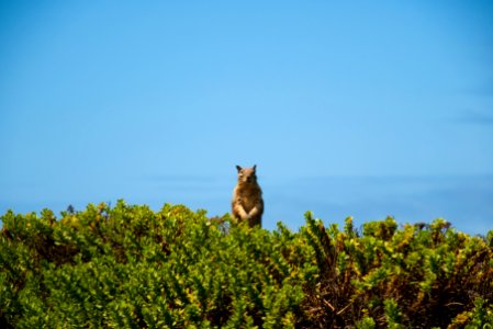 Morro bay, United states, Grey squirrel photo